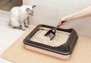 راهنمای کامل خاک گربه؛ هر آنچه قبل از خرید خاک گربه باید بدانید